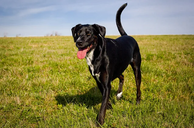 Lab Pointer